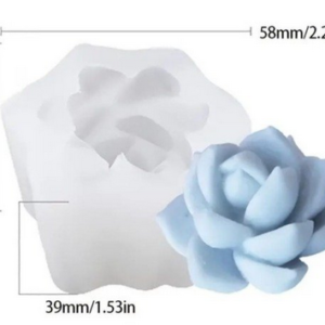 suculenta coral (copia)